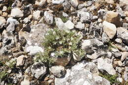 Image of Minuartia glomerata (M. Bieb.) Degen