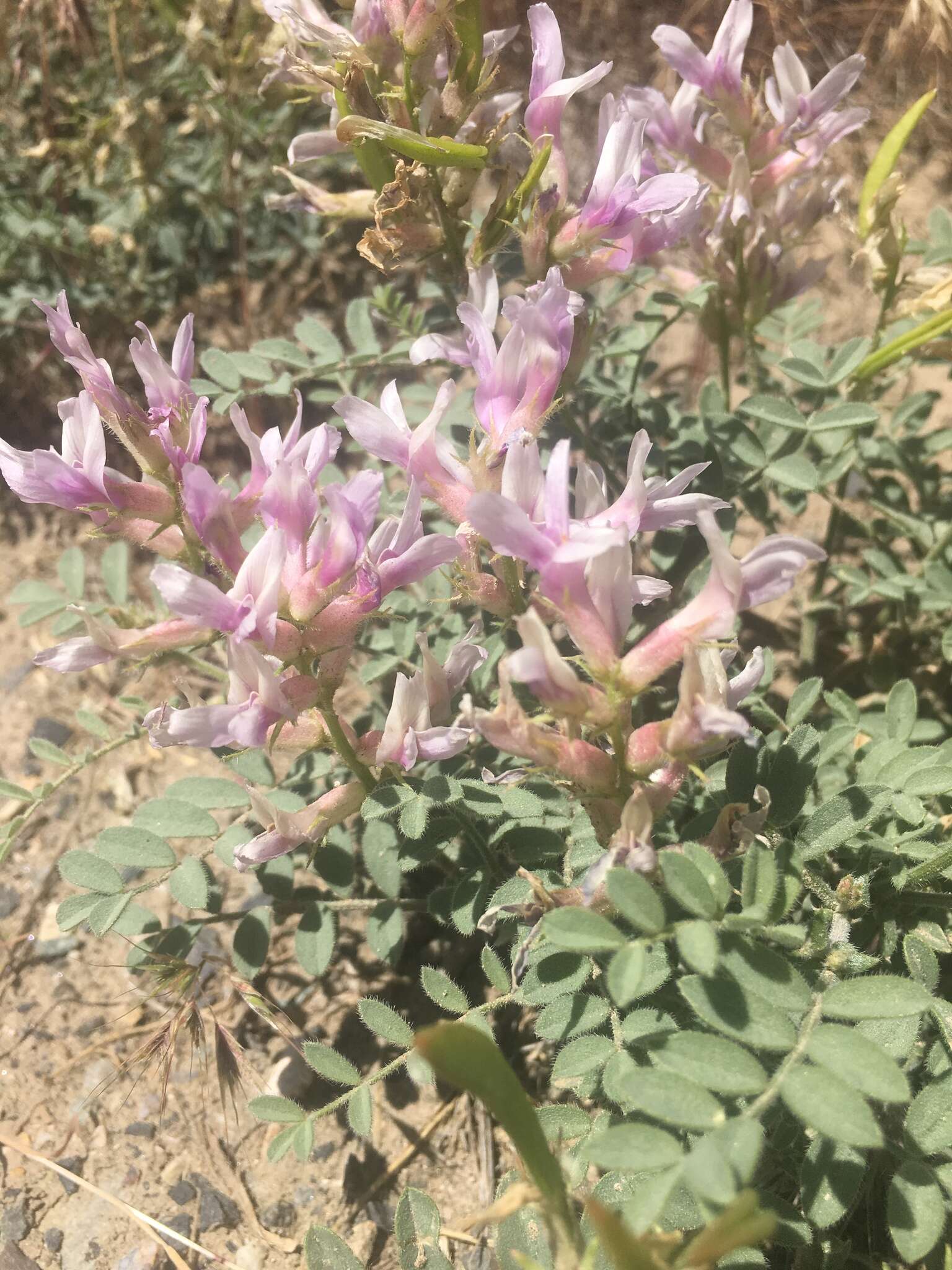 Image of Columbia milkvetch