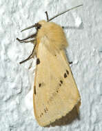 Spilosoma lutea Hüfnagel 1766 resmi