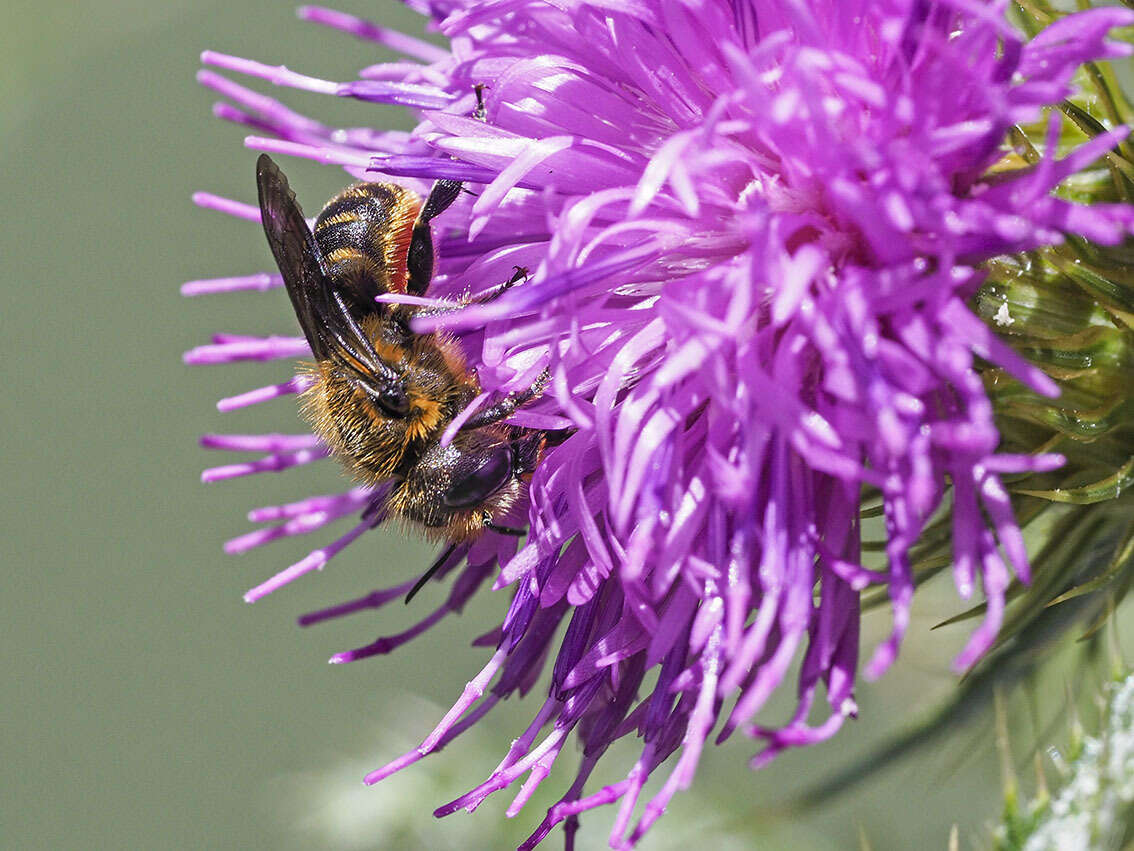 Image of Osmia niveata (Fabricius 1804)