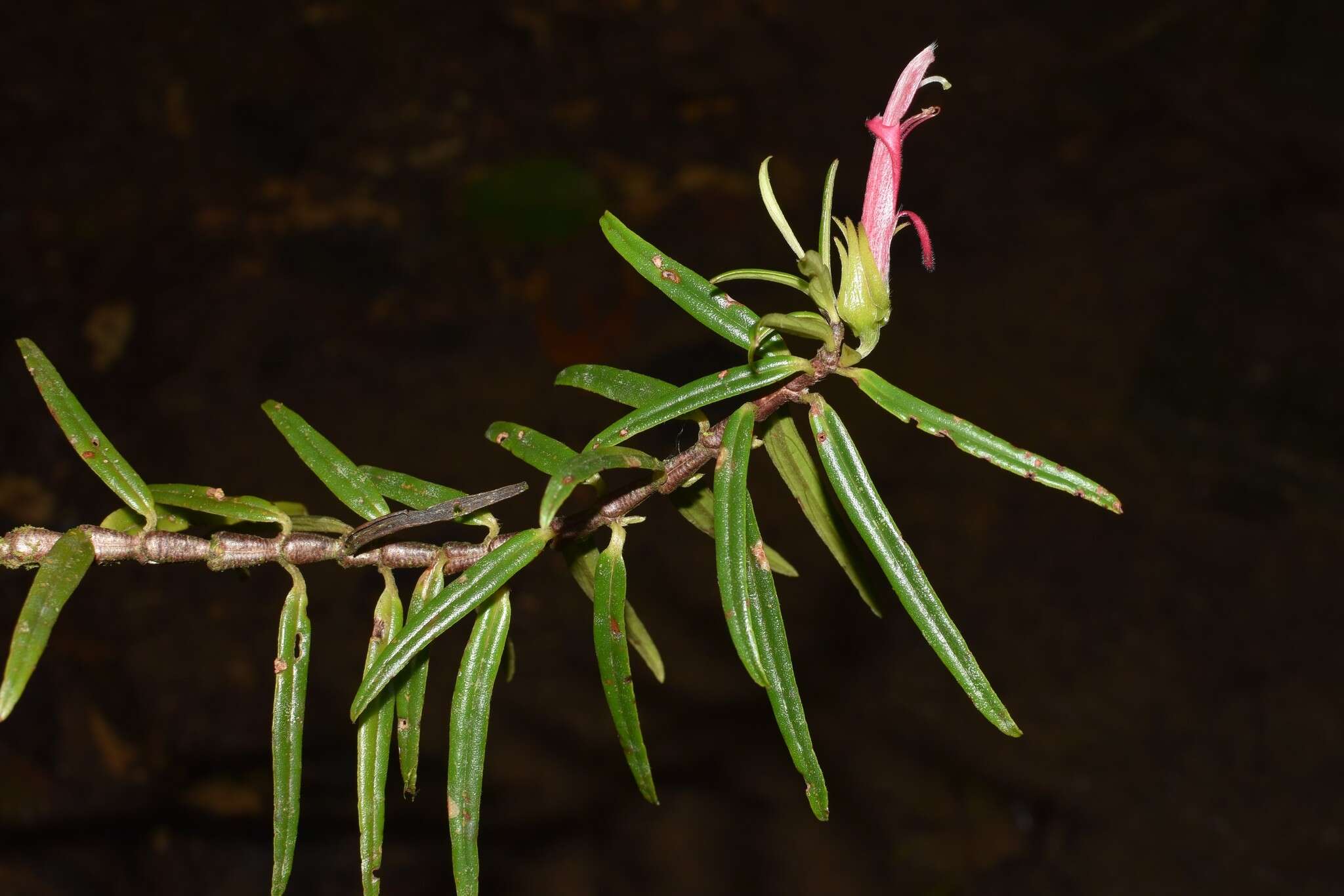 Image of Columnea linearis Oerst.