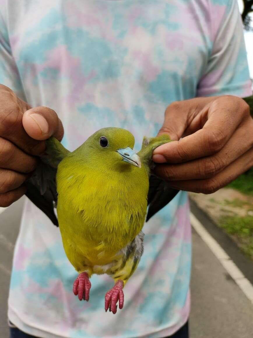 Image of Pin-tailed Green Pigeon