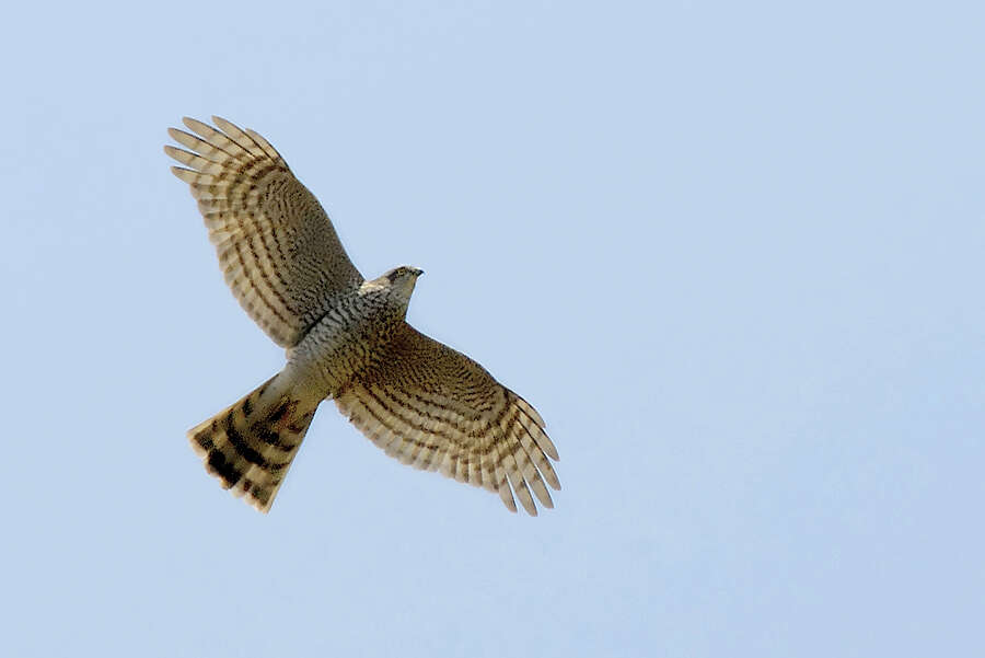 Image of Eurasian Sparrowhawk