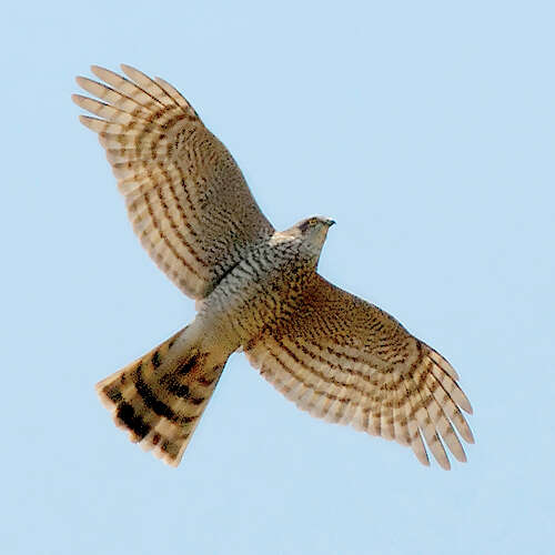 Image of Eurasian Sparrowhawk