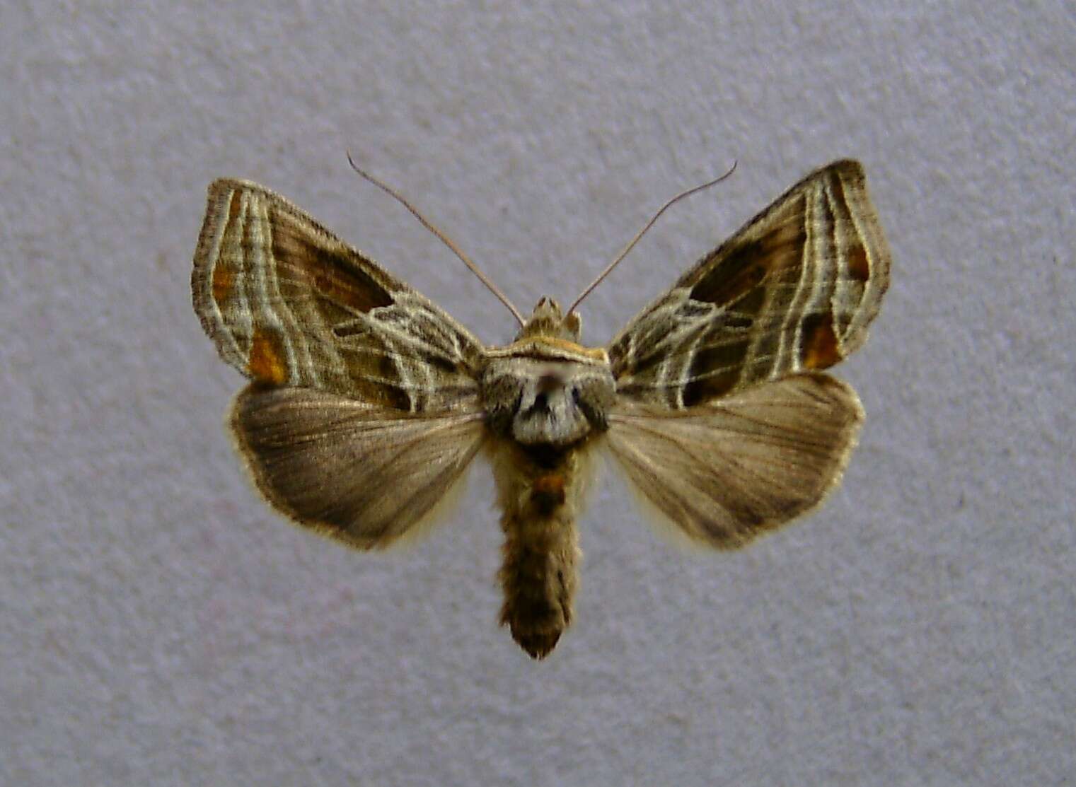 Image of Euchalcia modestoides