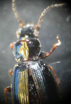 Plancia ëd Bembidion (Phyla) obtusum Audinet-Serville 1821