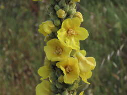 Image of Verbascum giganteum Willk.