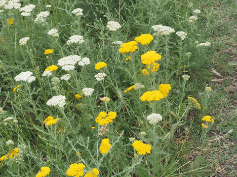 Image of Achillea arabica Kotschy