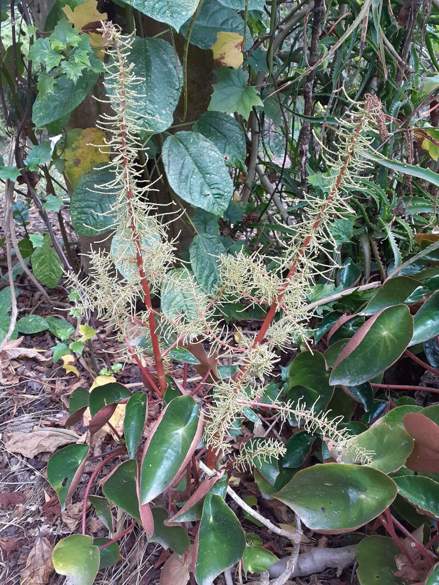 Image of Peperomia peltigera C. DC.