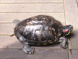 Image of slider turtle, red-eared terrapin, red-eared slider