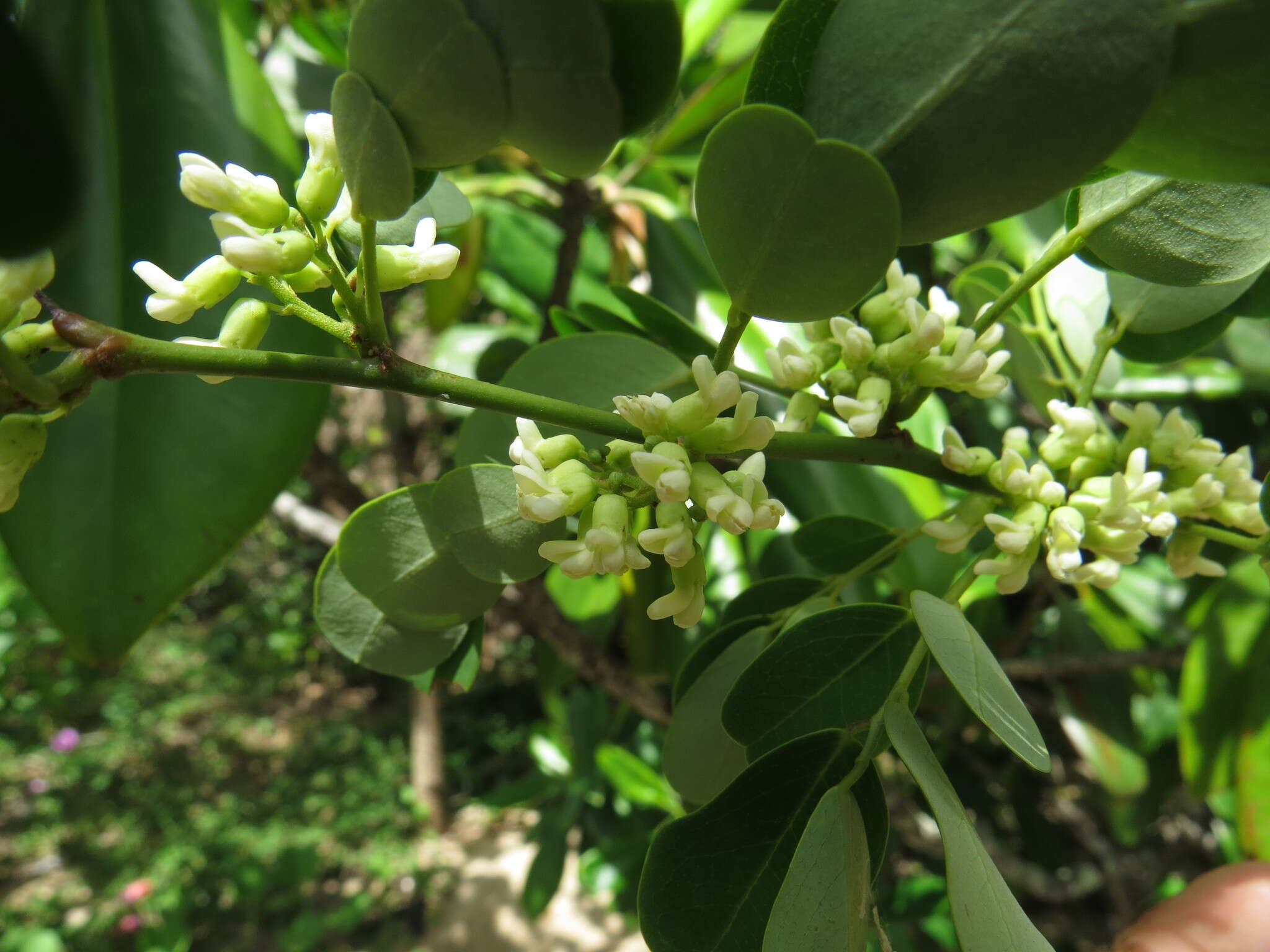 Слика од Dalbergia candenatensis (Dennst.) Prain