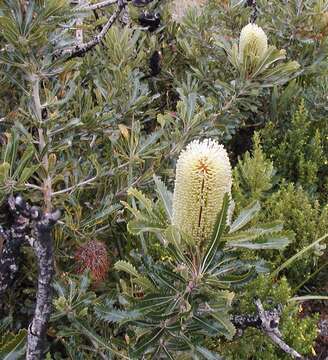 Image of Banksia aemula R. Br.