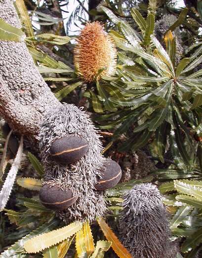 Image of Banksia aemula R. Br.