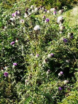 Image of woolly thistle