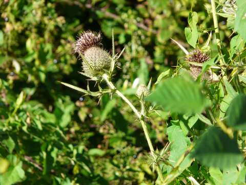 Image of woolly thistle