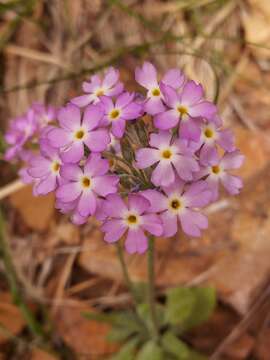 Image of cavedwelling primrose