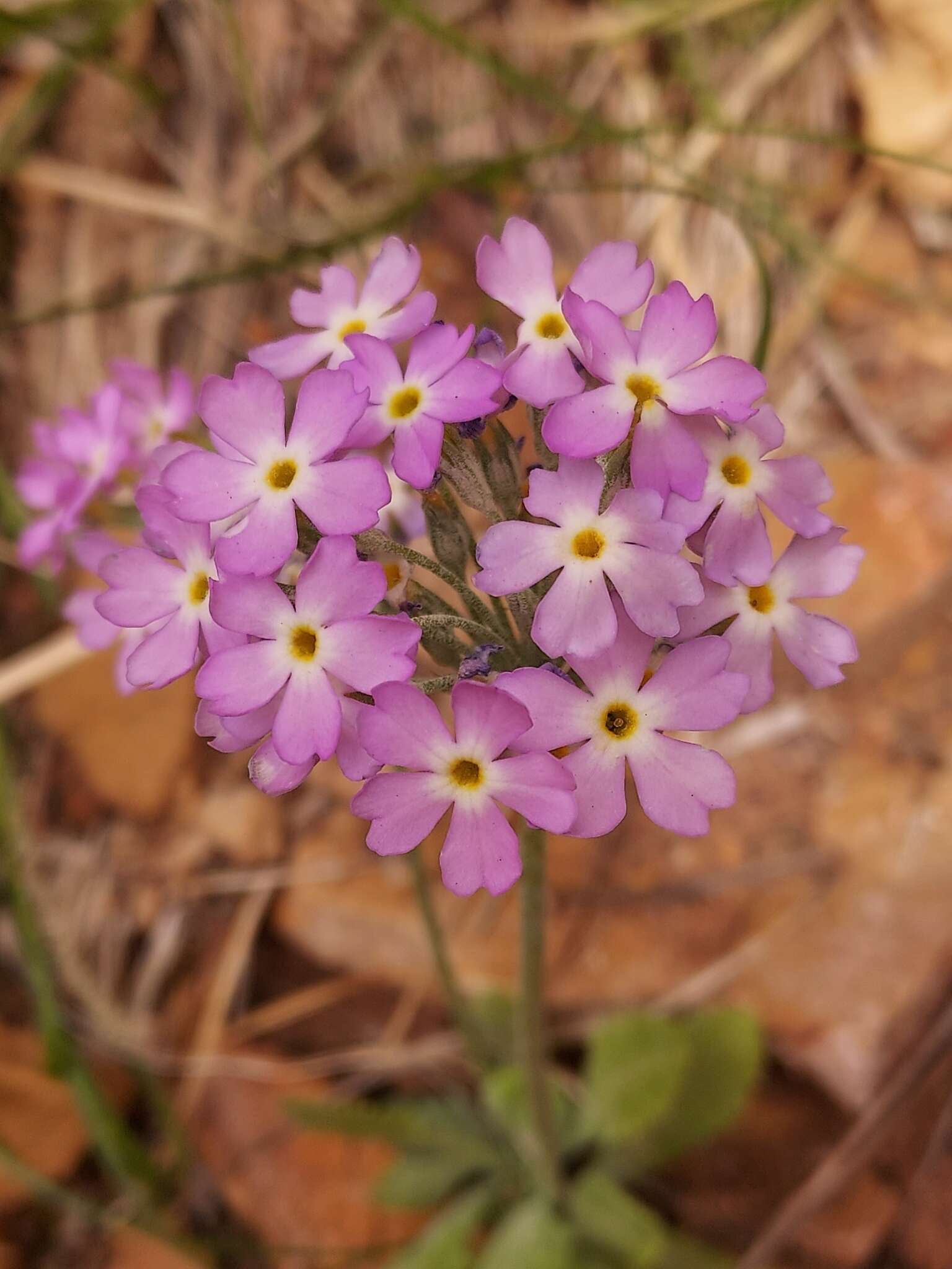 Image of cavedwelling primrose