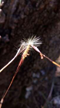 Image of Hyparrhenia newtonii (Hack.) Stapf