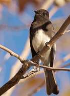 Image of Black Phoebe