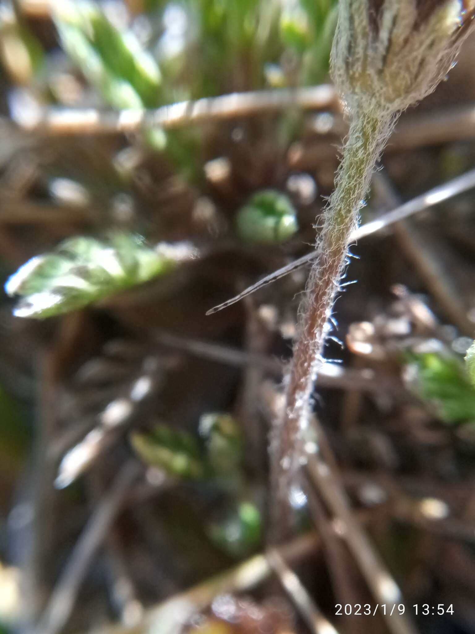 Image of Leptinella pectinata subsp. villosa (D. Lloyd) D. G. Lloyd & C. J. Webb