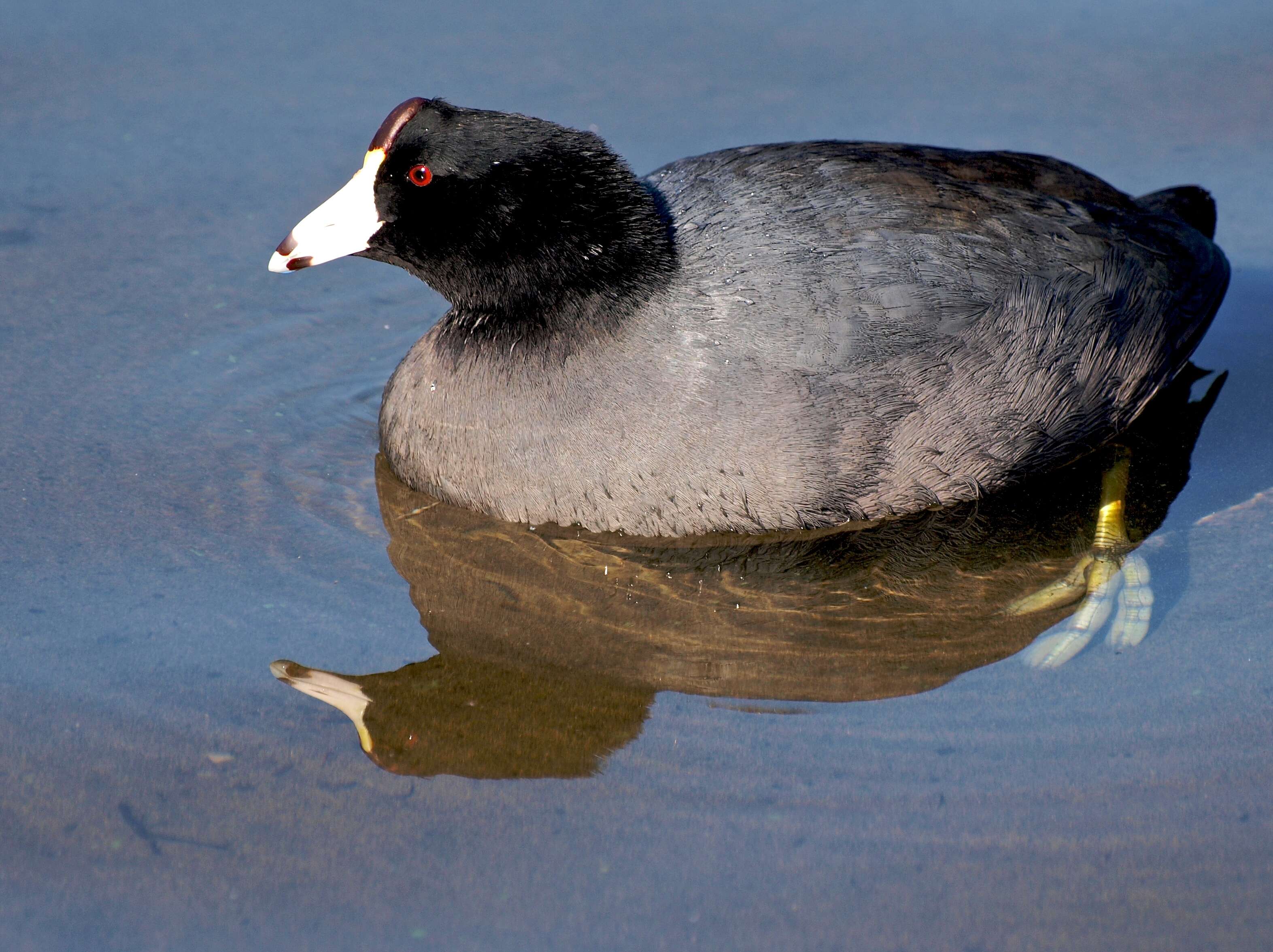 Image of Fulica Linnaeus 1758