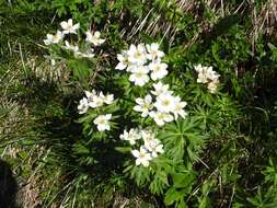 Imagem de Anemonastrum narcissiflorum (L.) Holub