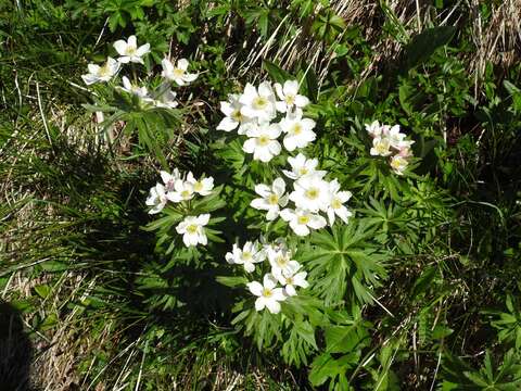 Imagem de Anemonastrum narcissiflorum (L.) Holub