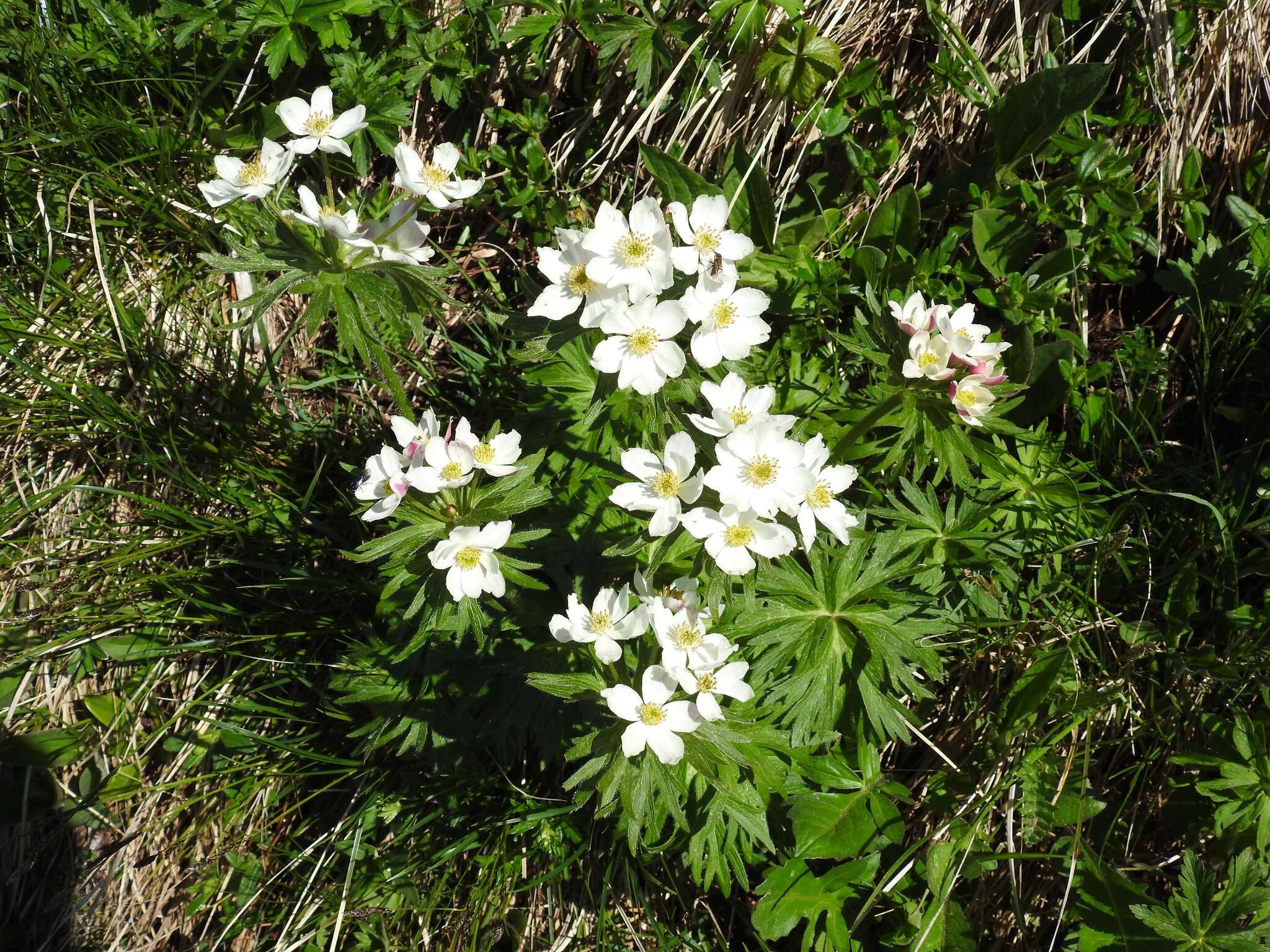 Imagem de Anemonastrum narcissiflorum (L.) Holub