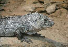 Image of Baker's Spinytail Iguana