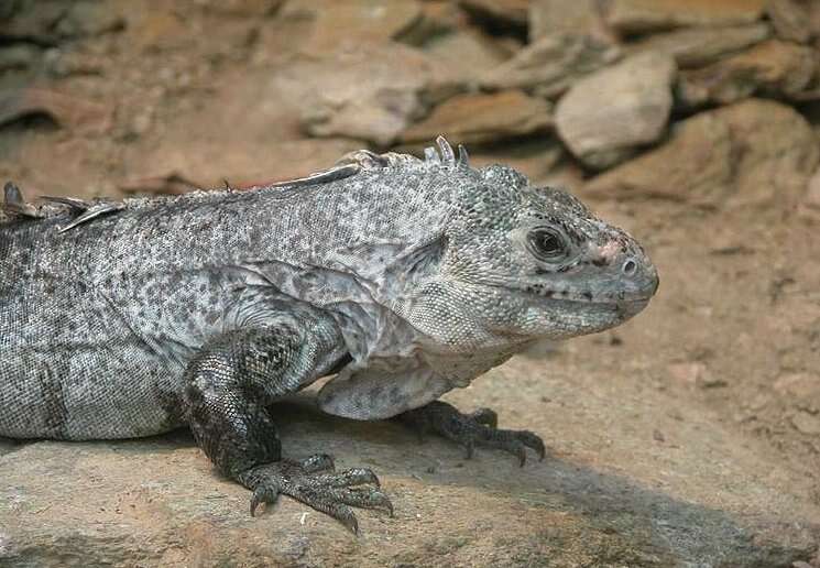 Image of Baker's Spinytail Iguana