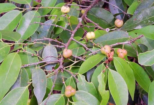 Image of Weeping Cleistanthus