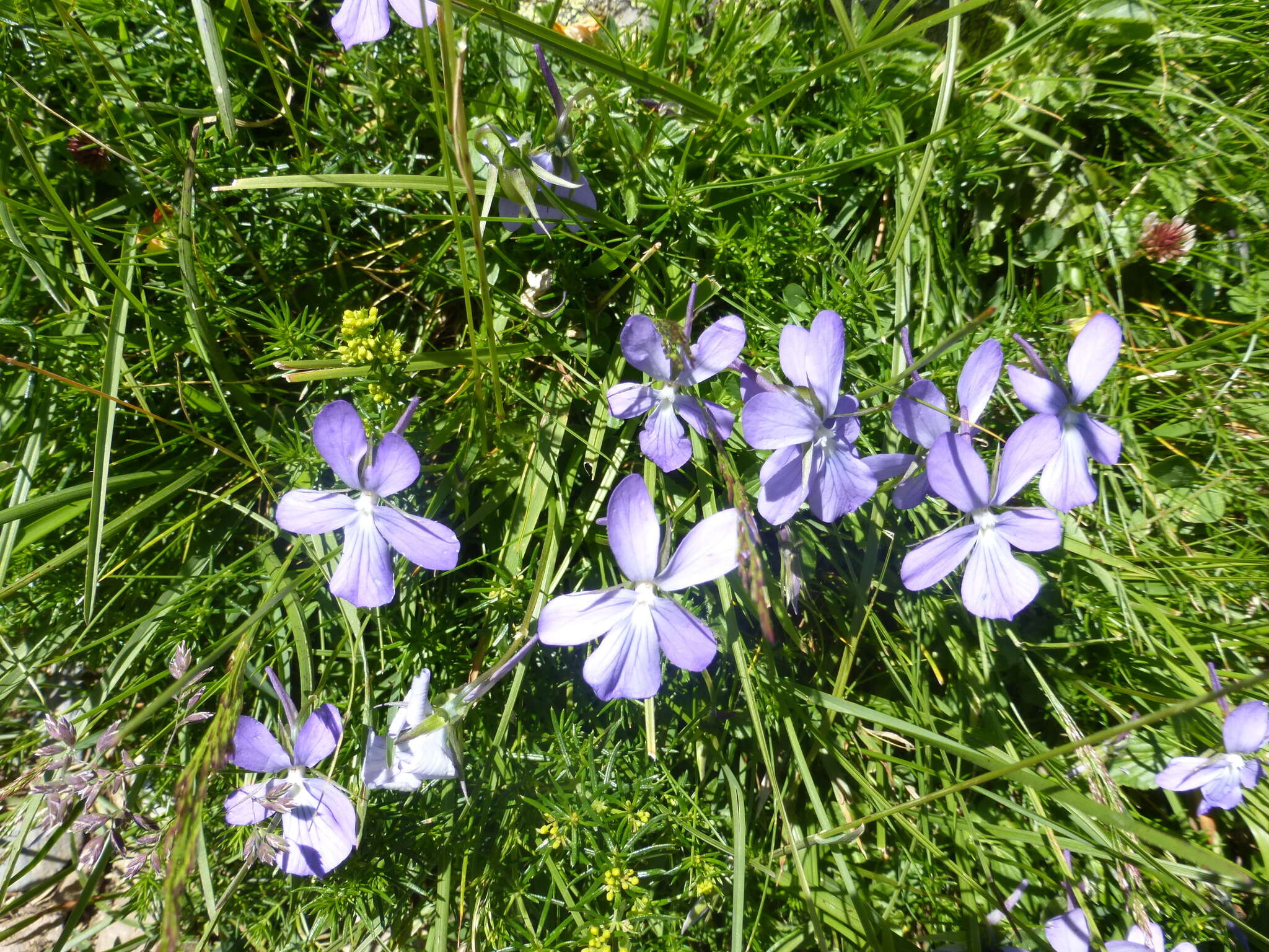 Image of Horned Pansy