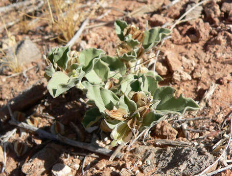 Image of desert moonpod