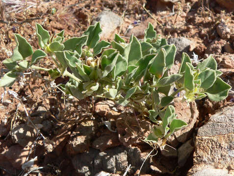 Acleisanthes nevadensis (Standl.) B. L. Turner resmi