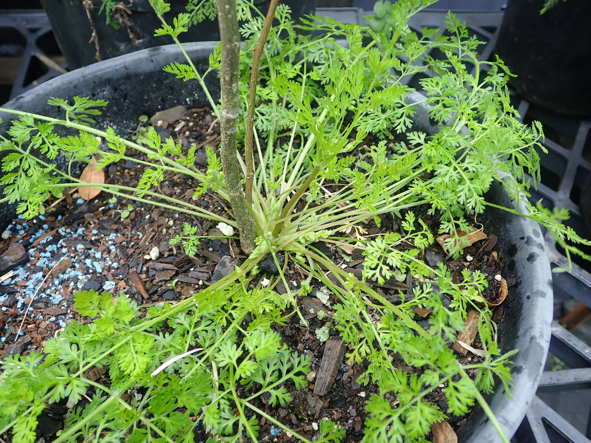 Image of Daucus glochidiatus (Labill.) Fischer, C. Meyer & Ave Lall.