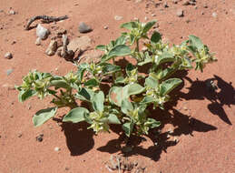 Acleisanthes nevadensis (Standl.) B. L. Turner resmi