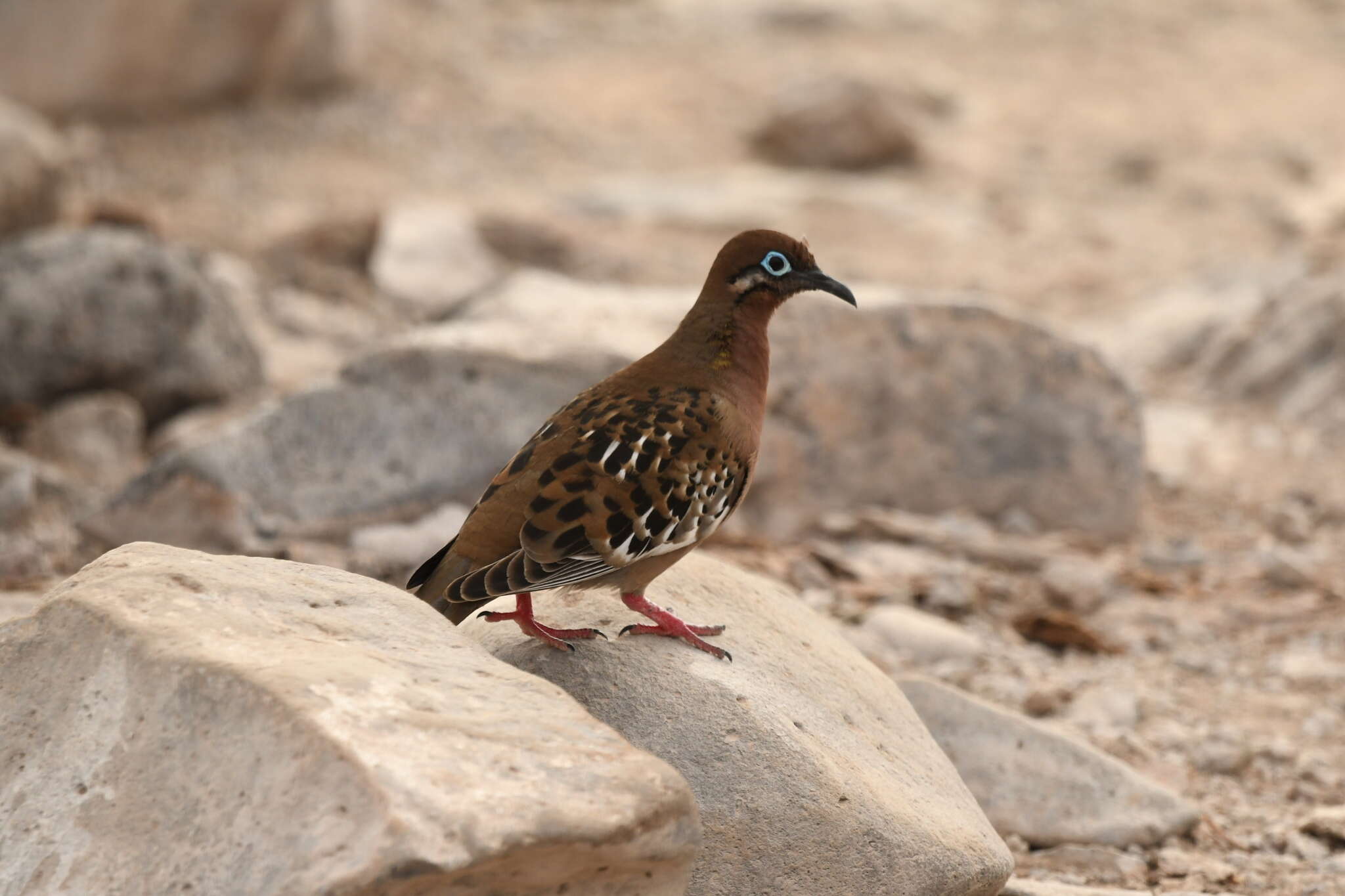 Imagem de Zenaida galapagoensis galapagoensis Gould 1841