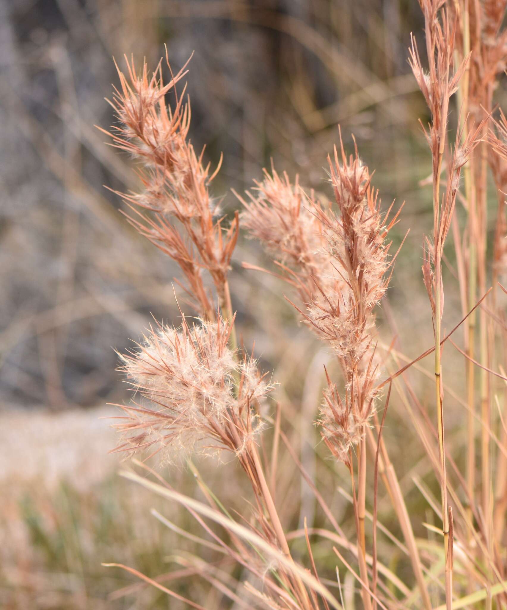 Imagem de Andropogon eremicus