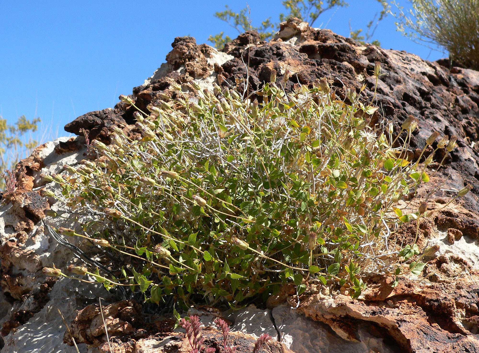 Image of spearleaf brickellbush