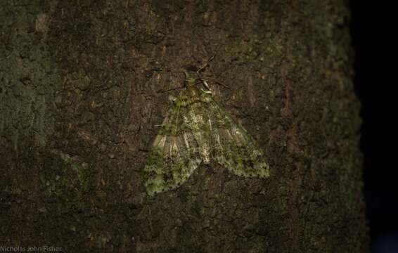 Image of Tympanota perophora Turner 1922