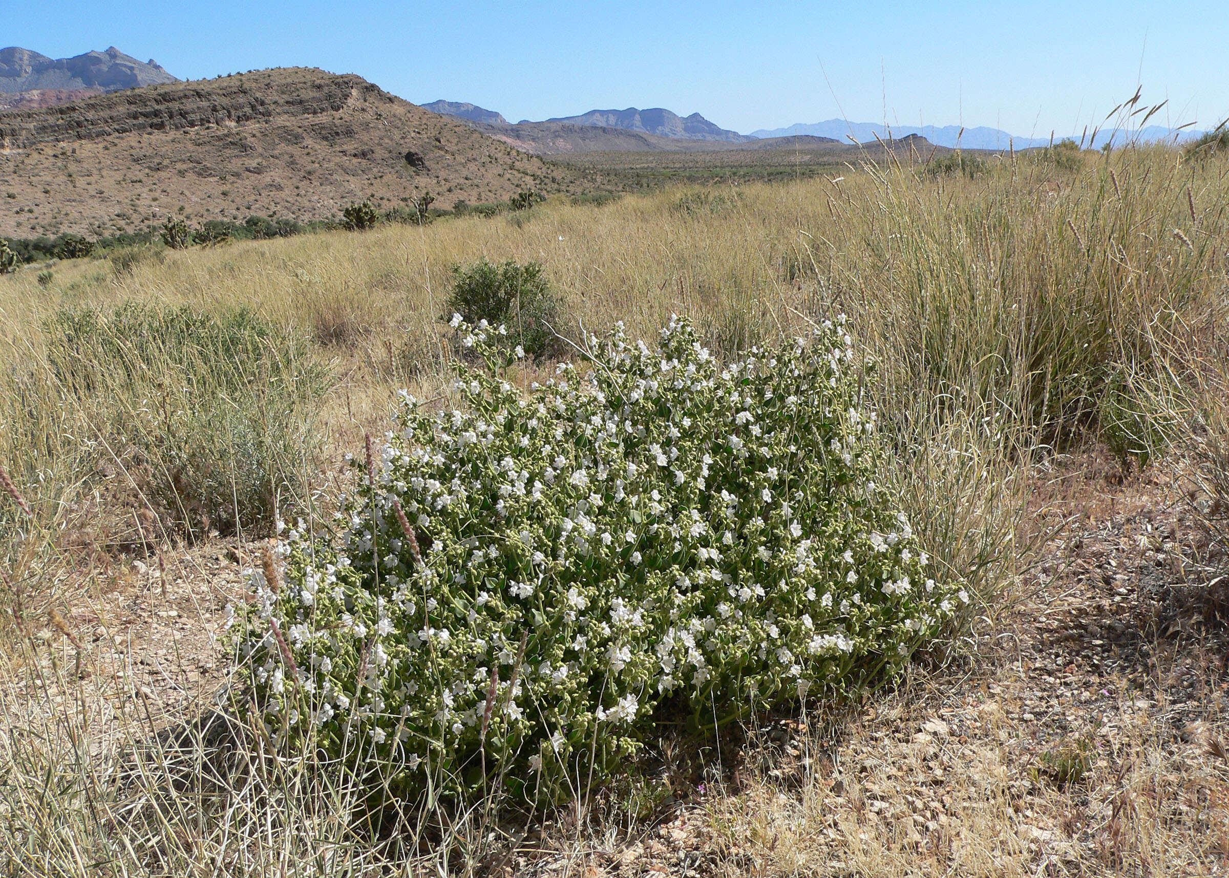 Image of desert wishbone-bush