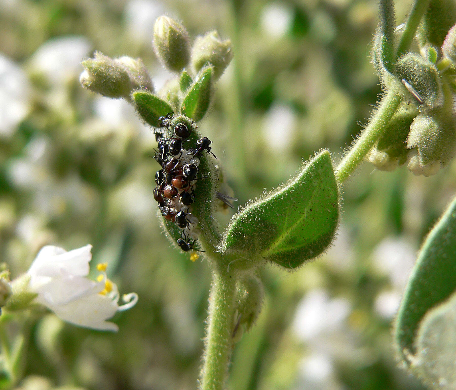 Image of desert wishbone-bush