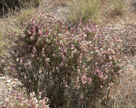 Imagem de Scutellaria mexicana (Torr.) A. J. Paton