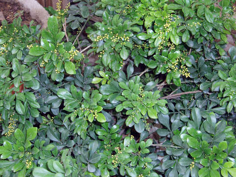 Image of Chinese perfume tree