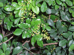 Image of Chinese perfume tree