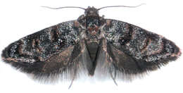 Image of Corocosma memorabilis Meyrick 1927