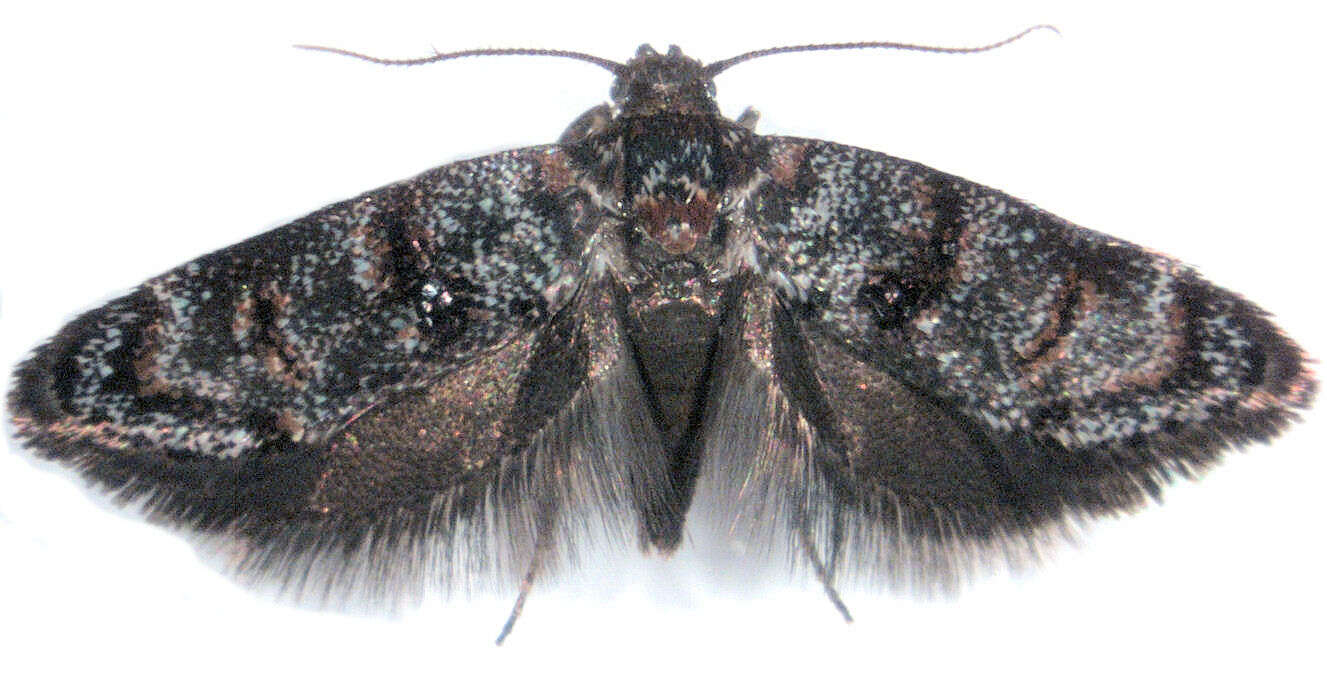 Image of Corocosma memorabilis Meyrick 1927