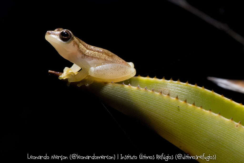 Image of Dendropsophus haddadi (Bastos & Pombal 1996)