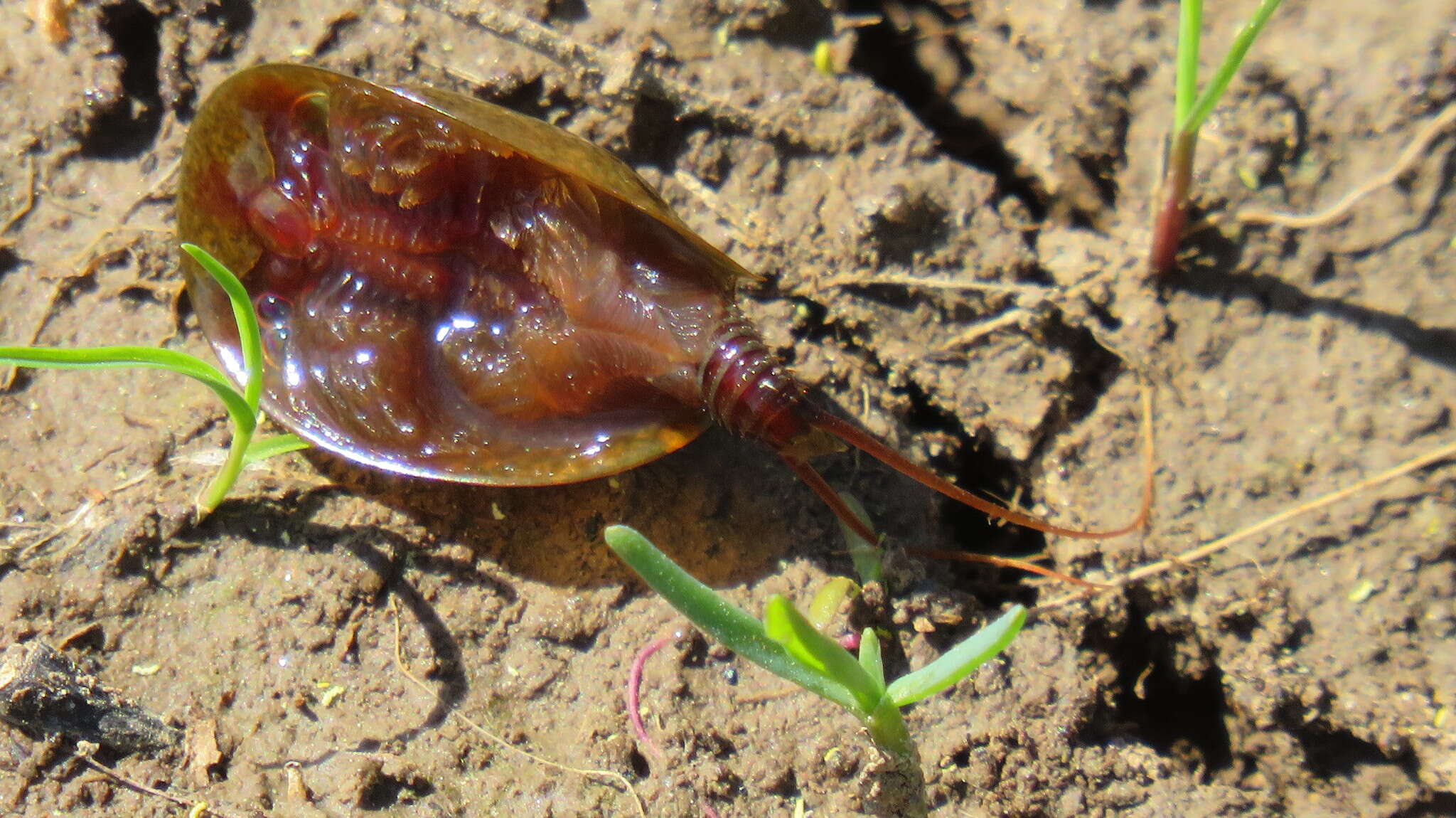 Sivun Lepidurus apus (Linnaeus 1758) kuva