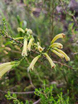 Image of Sticky-leaved heath